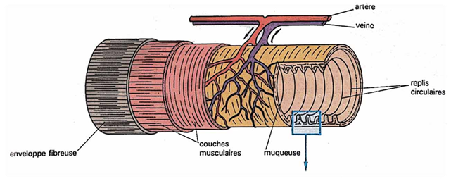 paroiintestinPS